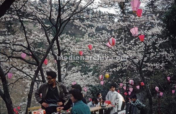 1958. Asien. Japan. Fernost. Kirschblüte. Lampignon
1958. Asien. Japan. Fernost. Kirschblüte. Lampignon
Schlüsselwörter: 1958;Asien;Fernost;Japan;Kirschblüte;Lampignon