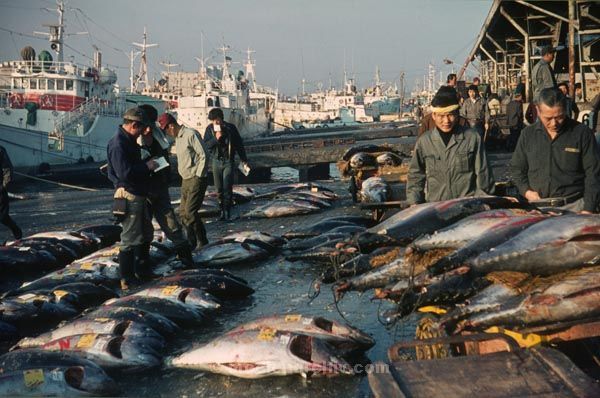 1969. Japan. Fischmarkt am Hafen.
1969. Japan. Fischmarkt am Hafen.
Schlüsselwörter: 1969;Asien;Fischmarkt;Hafen;Japan