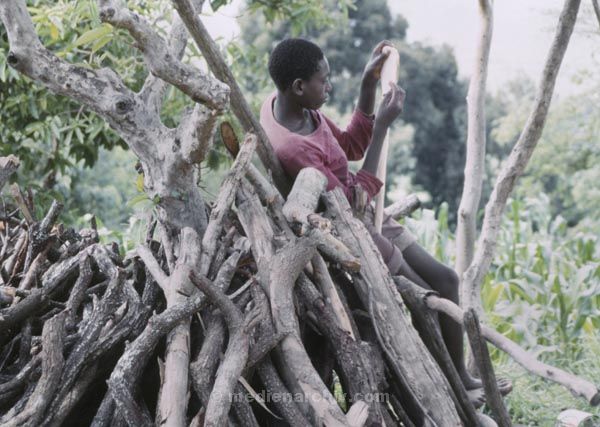 1986. Afrika, Ostafrika, Republik Kenia, Republic of Kenya, Jamhuri ya Kenya (Kisuaheli)
1986. Afrika, Ostafrika, Republik Kenia, Republic of Kenya, Jamhuri ya Kenya (Kisuaheli)

Foto: Helga Müller
Schlüsselwörter: Afrika;Ostafrika;Kenia;Kenya;1986