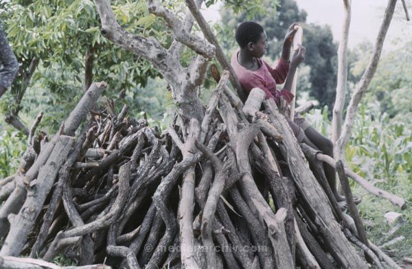1986. Afrika, Ostafrika, Republik Kenia, Republic of Kenya, Jamhuri ya Kenya (Kisuaheli)
1986. Afrika, Ostafrika, Republik Kenia, Republic of Kenya, Jamhuri ya Kenya (Kisuaheli)

Foto: Helga Müller
Schlüsselwörter: Afrika;Ostafrika;Kenia;Kenya;1986