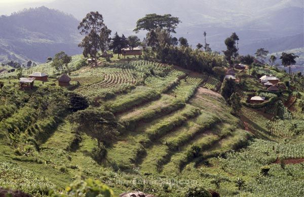 1986. Afrika, Ostafrika, Republik Kenia, Republic of Kenya, Jamhuri ya Kenya (Kisuaheli)
Afrika, Ostafrika, Republik Kenia, Republic of Kenya, Jamhuri ya Kenya (Kisuaheli)
Landschaft, Landwirtschaft

Foto: Helga Müller
Schlüsselwörter: Afrika;Ostafrika;Kenia;Kenya;1986