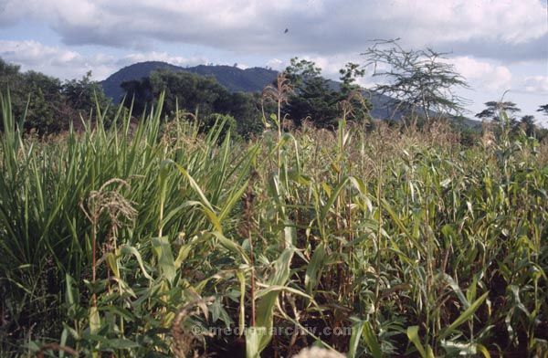 1986. Afrika, Ostafrika, Republik Kenia, Republic of Kenya, Jamhuri ya Kenya (Kisuaheli)
Afrika, Ostafrika, Republik Kenia, Republic of Kenya, Jamhuri ya Kenya (Kisuaheli)
Landschaft, Landwirtschaft

Foto: Helga Müller
Schlüsselwörter: Afrika;Ostafrika;Kenia;Kenya;1986