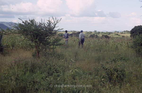 1986. Afrika, Ostafrika, Republik Kenia, Republic of Kenya, Jamhuri ya Kenya (Kisuaheli)
Afrika, Ostafrika, Republik Kenia, Republic of Kenya, Jamhuri ya Kenya (Kisuaheli)
Landschaft, Landwirtschaft

Foto: Helga Müller
Schlüsselwörter: Afrika;Ostafrika;Kenia;Kenya;1986