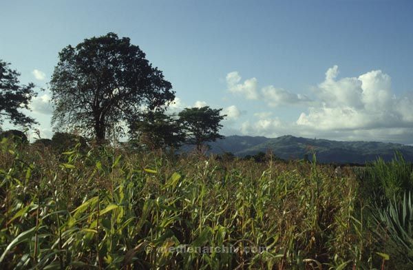1986. Afrika, Ostafrika, Republik Kenia, Republic of Kenya, Jamhuri ya Kenya (Kisuaheli)
Afrika, Ostafrika, Republik Kenia, Republic of Kenya, Jamhuri ya Kenya (Kisuaheli)
Landschaft, Landwirtschaft, Maisanbau. Maisfeld.

Foto: Helga Müller
Schlüsselwörter: Afrika;Ostafrika;Kenia;Kenya;1986;Maisfeld;Mais;Landwirtschaft