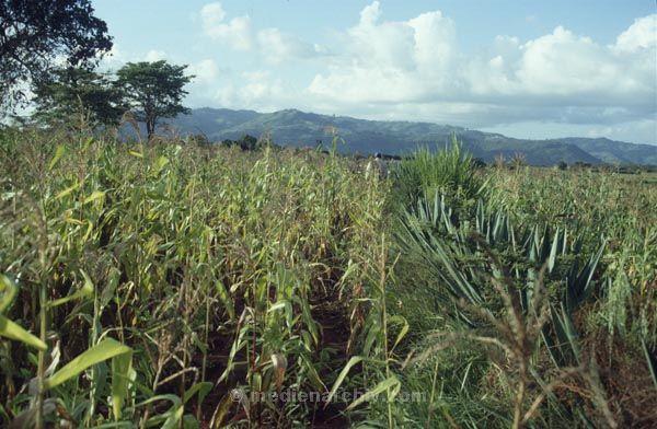 1986. Afrika, Ostafrika, Republik Kenia, Republic of Kenya, Jamhuri ya Kenya (Kisuaheli)
Afrika, Ostafrika, Republik Kenia, Republic of Kenya, Jamhuri ya Kenya (Kisuaheli)
Landschaft, Landwirtschaft, Maisanbau. Maisfeld.

Foto: Helga Müller
Schlüsselwörter: Afrika;Ostafrika;Kenia;Kenya;1986;Maisfeld;Mais;Landwirtschaft