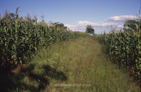 1986. Afrika, Ostafrika, Republik Kenia, Republic of Kenya, Jamhuri ya Kenya (Kisuaheli)
Afrika, Ostafrika, Republik Kenia, Republic of Kenya, Jamhuri ya Kenya (Kisuaheli)
Landschaft, Landwirtschaft, Maisanbau. Maisfeld.

Foto: Helga Müller
Schlüsselwörter: Afrika;Ostafrika;Kenia;Kenya;1986;Maisfeld;Mais;Landwirtschaft