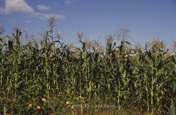 1986. Afrika, Ostafrika, Republik Kenia, Republic of Kenya, Jamhuri ya Kenya (Kisuaheli)
Afrika, Ostafrika, Republik Kenia, Republic of Kenya, Jamhuri ya Kenya (Kisuaheli)
Landschaft, Landwirtschaft, Maisanbau. Maisfeld.

Foto: Helga Müller
Schlüsselwörter: Afrika;Ostafrika;Kenia;Kenya;1986;Maisfeld;Mais;Landwirtschaft