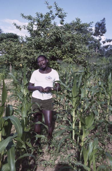 1987. Afrika, Ostafrika, Republik Kenia, Republic of Kenya, Jamhuri ya Kenya (Kisuaheli)
1987. Afrika, Ostafrika, Republik Kenia, Republic of Kenya, Jamhuri ya Kenya (Kisuaheli)

Foto: Helga Müller
Schlüsselwörter: Afrika;Ostafrika;Kenia;Kenya;1987