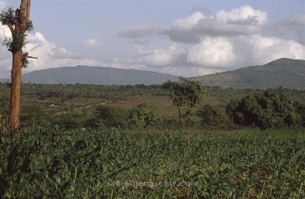 1991. Afrika, Ostafrika, Republik Kenia, Republic of Kenya, Jamhuri ya Kenya (Kisuaheli)
1991. Afrika Africa, Ostafrika, Republik Kenia, Republic of Kenya, Jamhuri ya Kenya
Schlüsselwörter: Afrika;Ostafrika;Kenia;Kenya;1991;Africa