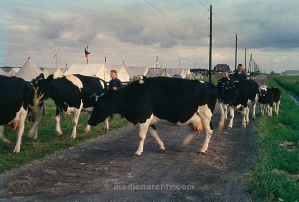 1962. Niederlande. Holland. Kuhherde
1962. Niederlande. Holland. Kuhherde
Schlüsselwörter: 1962;Niederlande;Holland;Kühe;Kuhherde