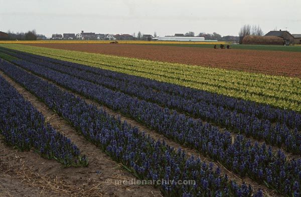 1974. Niederlande. Holland. Blumenfelder
1974. Niederlande. Holland. Blumenfelder
Schlüsselwörter: 1974;Niederlande;Holland;Blumenfelder