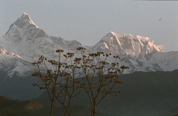 1982. Asien Nepal
1982. Asien. Königreich Nepal. Nepal Adhirajya.
 
Reise durch Indien und Nepal. Foto: Helga Müller
Schlüsselwörter: 1982;Asia;Asien;Nepal