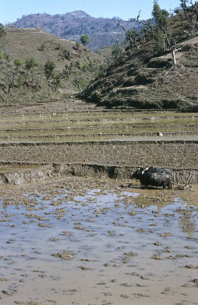 1982. Asien Nepal
1982. Asien. Königreich Nepal. Nepal Adhirajya.
 
Reise durch Indien und Nepal. Foto: Helga Müller
Schlüsselwörter: 1982;Asia;Asien;Nepal