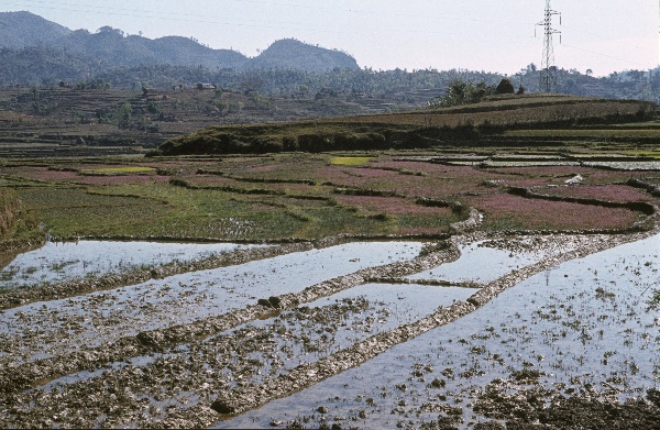 1982. Asien Nepal
1982. Asien. Königreich Nepal. Nepal Adhirajya.
 
Reise durch Indien und Nepal. Foto: Helga Müller
Schlüsselwörter: 1982;Asia;Asien;Nepal