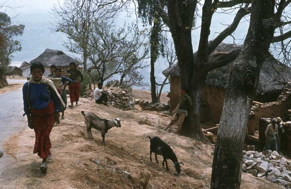 1982. Asien Nepal
1982. Asien. Königreich Nepal. Nepal Adhirajya.
 
Reise durch Indien und Nepal. Foto: Helga Müller
Schlüsselwörter: 1982;Asia;Asien;Nepal