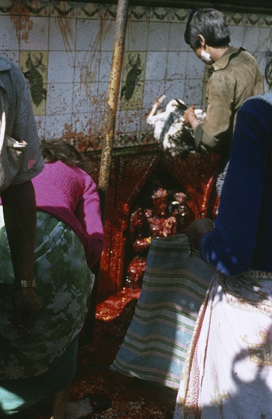 1982. Asien Nepal
1982. Asien. Königreich Nepal. Nepal Adhirajya.
 
Reise durch Indien und Nepal. Foto: Helga Müller
Schlüsselwörter: 1982;Asia;Asien;Nepal
