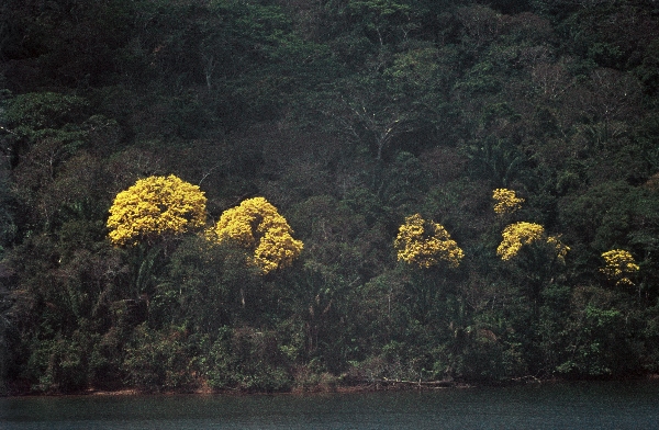 1966. Mittelamerika. Panama. Gelbe Bäume im Dschungel entlang des Panamakanals
1966. Mittelamerika. Panama. Gelbe Bäume im Dschungel entlang des Panamakanals
Schlüsselwörter: 1966;Baum;Bäume;gelbe Blätter;Gelbes Laub;Mittelamerika;Panama