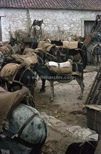 1963. Portugal.
1963. Portugal. Esel
Schlüsselwörter: 1963;Esel;Markt;Portugal