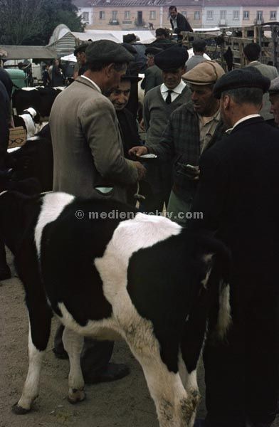 1963. Portugal.
1963. Portugal. Rindermarkt. Kühe. Kuh
Schlüsselwörter: 1963;Kuh;Kühe;Markt;Portugal;Rinder;Vieh;Viehmarkt