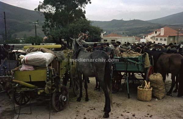 1963. Portugal.
1963. Portugal. Esel auf einem Rindermarkt
Schlüsselwörter: 1963;Esel;Markt;Portugal;Rinder;Vieh;Viehmarkt