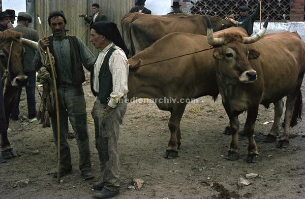 1963. Portugal.
1963. Portugal. Ochse auf einem Rindermarkt. Viehmarkt
Schlüsselwörter: 1963;Markt;Ochse;Portugal;Rinder;Vieh;Viehmarkt