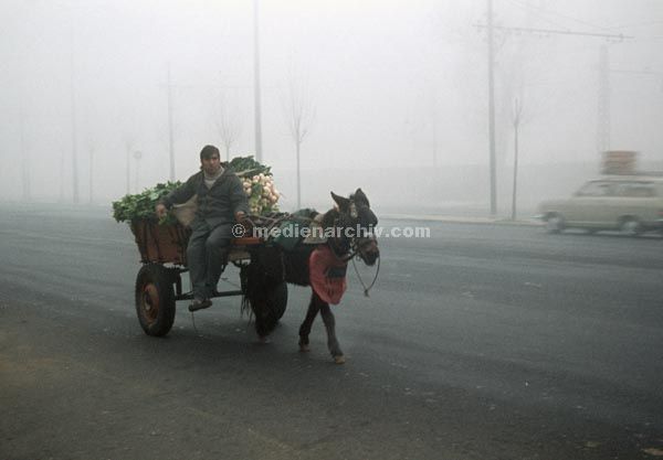 1972. Portugal
1976. Portugal. Ein Mann mit Gemüse auf einem Eselskarren. Kutsche. Straße. Transport.
Schlüsselwörter: 1963;1976;Esel;Eselskarren;Gemüse;Straße