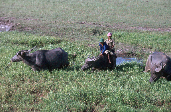 1972. Asien. Ferner Osten. Thailand. Asia. Far East
1972. Asien. Ferner Osten. Thailand. Bangkok. Zwei Jungen reiten auf einem Wasserbüffel. Sie werden üblicherweise zur Feldarbeit eingesetzt. Landwirtschaft. Bauer.
Schlüsselwörter: 1972;Asia;Asien;Bangkok;Far East;Ferner Osten;Jungen;Kinder;Reiten;Thailand;Wasserbüffel