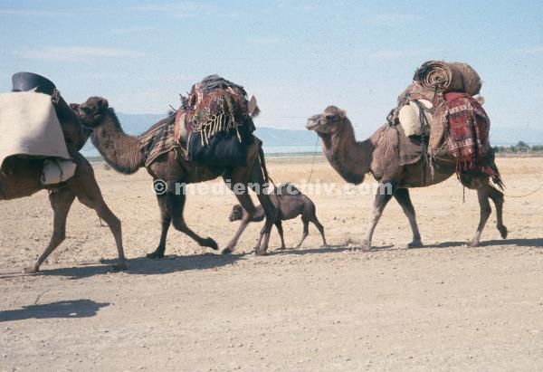 1969. Türkei. Kamelkarawane. Kamele. Transport
1969. Türkei. Kamelkarawane. Kamele. Transport
Schlüsselwörter: 1969;Camels;Kamele;Kamelkarawane;Karawane;Transport;Türkei