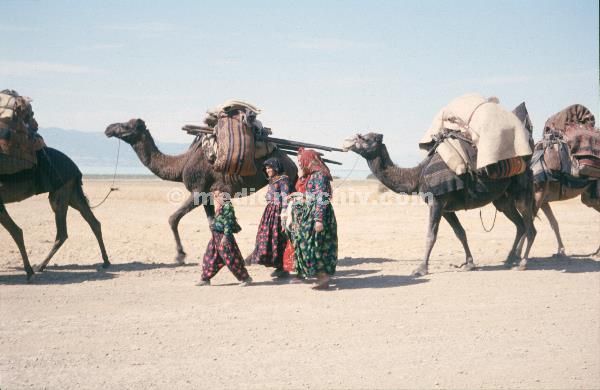 1969. Türkei. Kamelkarawane. Kamele. Transport
1969. Türkei. Kamelkarawane. Kamele. Transport
Schlüsselwörter: 1969;Camels;Kamele;Kamelkarawane;Karawane;Transport;Türkei