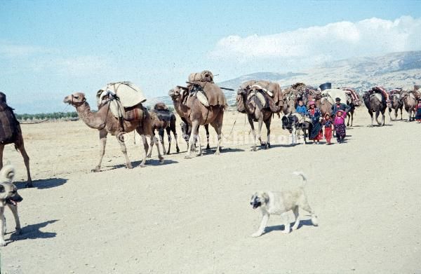 1969. Türkei. Kamelkarawane. Kamele. Transport
1969. Türkei. Kamelkarawane. Kamele. Transport
Schlüsselwörter: 1969;Camels;Kamele;Kamelkarawane;Karawane;Transport;Türkei
