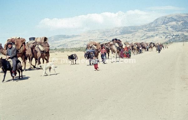 1969. Türkei. Kamelkarawane. Kamele. Transport
1969. Türkei. Kamelkarawane. Kamele. Transport
Schlüsselwörter: 1969;Camels;Kamele;Kamelkarawane;Karawane;Transport;Türkei