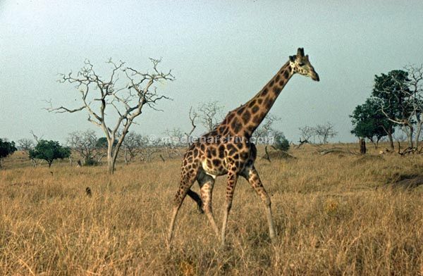 1971. Afrika. Uganda. Safari.
1971. Afrika. Uganda. Safari. Tiere. Giraffe
Schlüsselwörter: Afrika;animals;Fauna;Giraffe;Safari;Tiere;Uganda