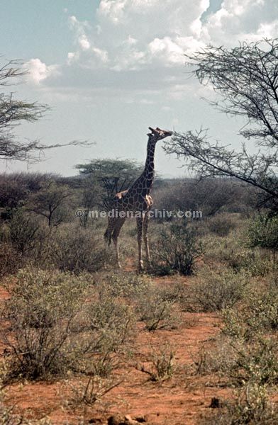 1971. Afrika. Uganda. Safari.
1971. Afrika. Uganda. Safari. Tiere. Giraffe
Schlüsselwörter: Afrika;animals;Fauna;Giraffe;Safari;Tiere;Uganda