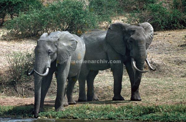 1971. Afrika. Uganda. Safari.
1971. Afrika. Uganda. Safari. Tiere. Elefanten
Schlüsselwörter: Afrika;animals;Elefanten;Fauna;Safari;Tiere;Uganda