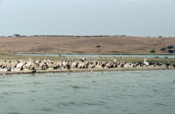 1971. Afrika. Uganda. Safari.
1971. Afrika. Uganda. Safari. Tiere. Vogel. Vögel. Pelikan
Schlüsselwörter: Afrika;animals;Fauna;Pelikan;Safari;Tiere;Uganda;Vogel;Vögel