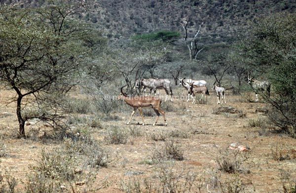 1971. Afrika. Uganda. Safari.
1971. Afrika. Uganda. Safari.
Schlüsselwörter: Afrika;animals;Antilope;Bock;Böcke;Fauna;Safari;Tiere;Uganda
