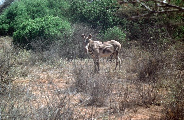 1971. Afrika. Uganda. Safari.
1971. Afrika. Uganda. Safari. Tiere. Zebra
Schlüsselwörter: Afrika;animals;Fauna;Safari;Tiere;Uganda;Zebra