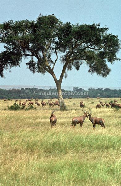 1971. Afrika. Uganda. Safari.
1971. Afrika. Uganda. Safari. Tiere. Antilopen
Schlüsselwörter: Afrika;animals;Antilopen;Bock;Böcke;Fauna;Safari;Tiere;Uganda