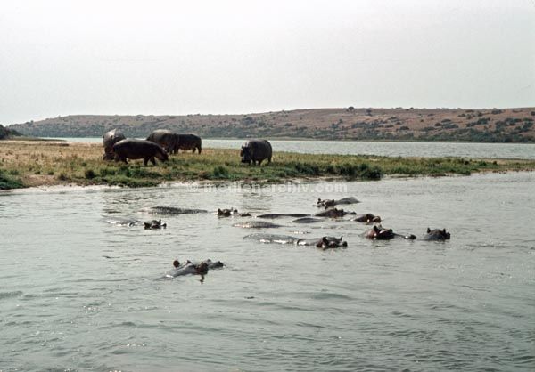 1971. Afrika. Uganda. Safari.
1971. Afrika. Uganda. Safari. Tiere. Flusspferde
Schlüsselwörter: Afrika;animals;Fauna;Flusspferde;Safari;Tiere;Uganda