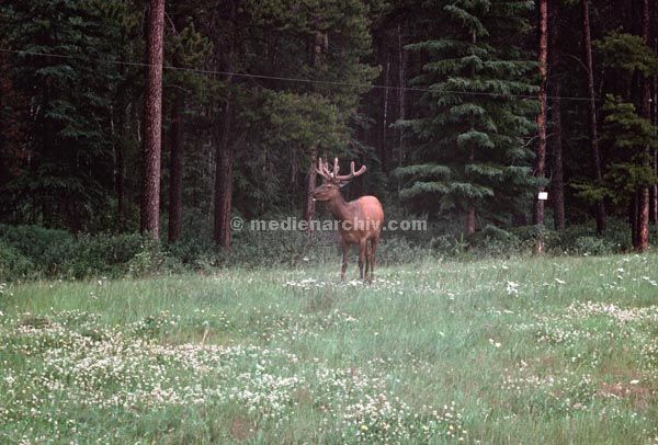 1978. USA. Elch am Waldrand
1978. USA. Wald. Elch
Schlüsselwörter: 1978;Elch;USA;Wald