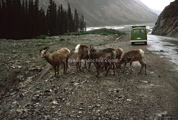 1978. USA.
1978. USA. Gemsenart im Gebirge. Berge. VW-Käfer
Schlüsselwörter: 1978;Berge;Gebirge;Gemsen;USA