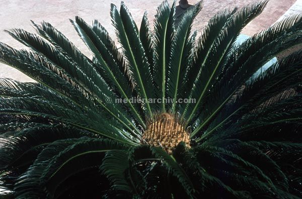 1966. USA. Hawaii.
1966. USA. Hawaii. Baum. Palme
Schlüsselwörter: 1966;Baum;Hawaii.;Palme;USA