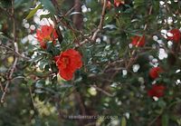 -FL---198305-010.jpg