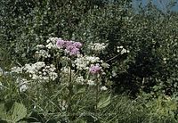 -FL-schleges-024.jpg