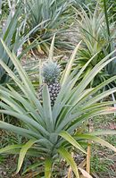 Dateiname=-FLAnanas1980-24.jpg
Dateigröße=87KB
Abmessungen: 392x600
hinzugefügt am: 25. Oktober 2012 -FLAnanas1980-24.jpg