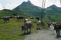 Dateiname=AutTrSch1986-080.jpg
Dateigröße=167KB
Abmessungen: 600x396
hinzugefügt am: 27. Januar 2011 AutTrSch1986-080.jpg