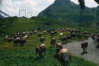 Dateiname=AutTrSch1986-081.jpg
Dateigröße=167KB
Abmessungen: 600x400
hinzugefügt am: 27. Januar 2011 AutTrSch1986-081.jpg