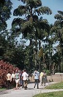 BRA-1969-Ha-102.jpg