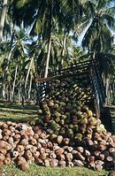 Ceylon197x-401.jpg
