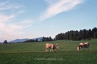 DeuBy---1981-035.jpg